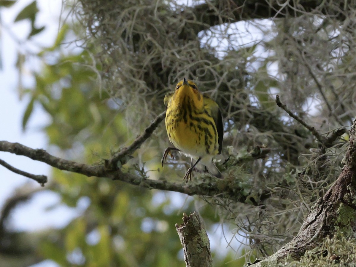 Cape May Warbler - ML643517297