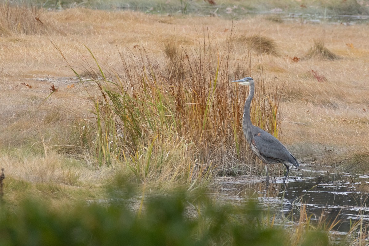 Great Blue Heron - ML643517306