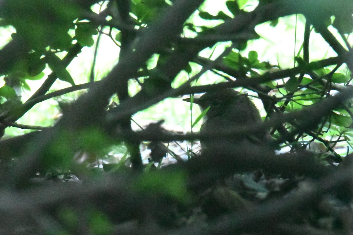 Northern House Wren - ML643517308