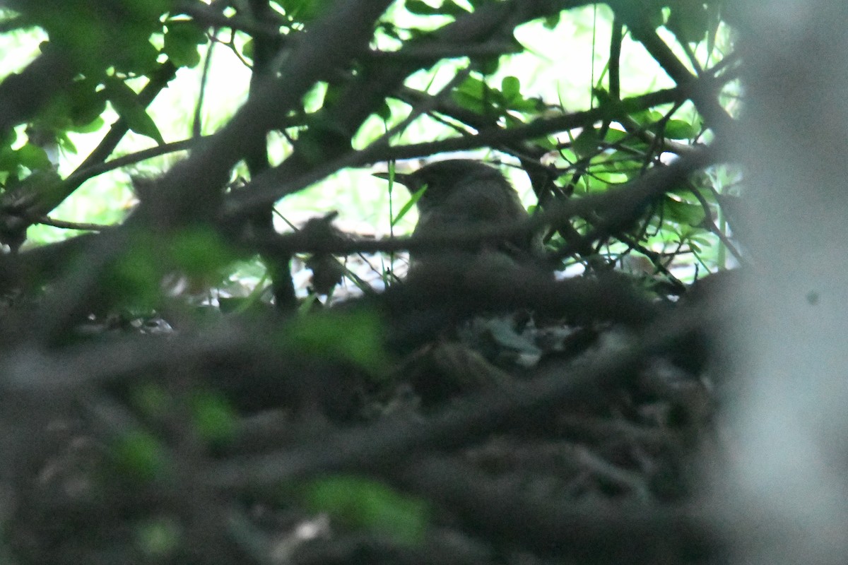 Northern House Wren - ML643517310