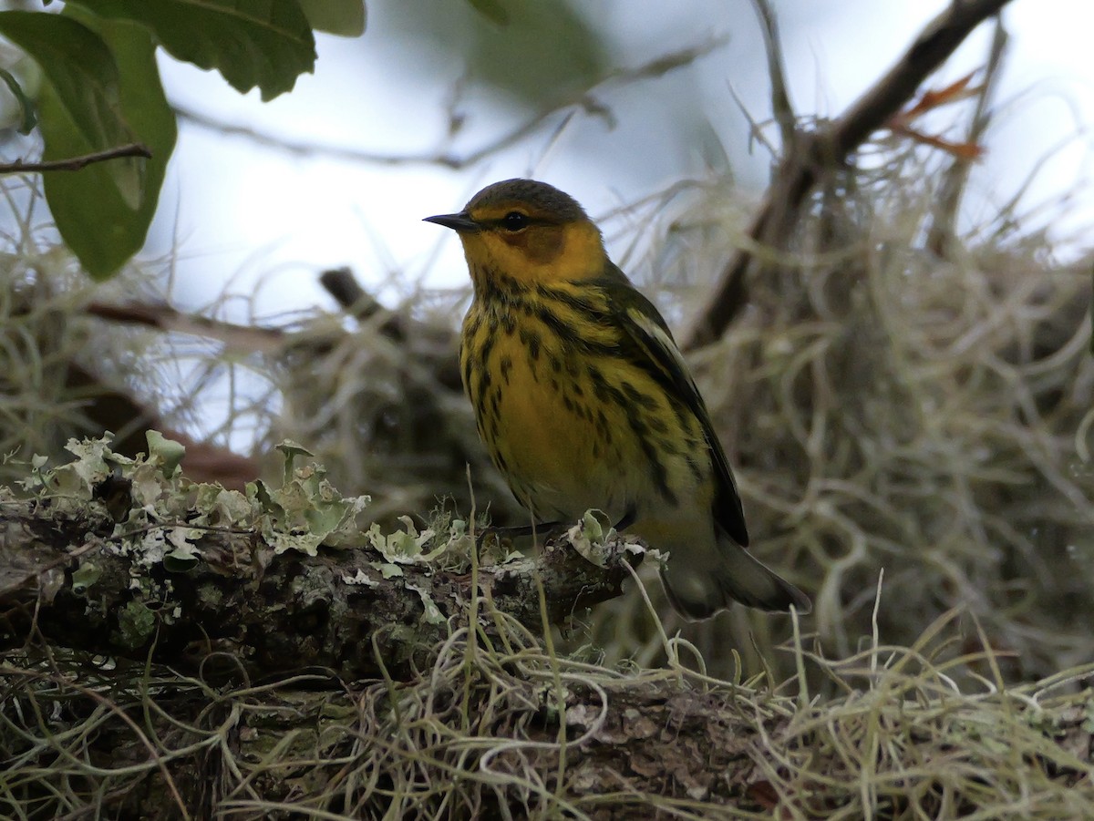 Cape May Warbler - ML643517313