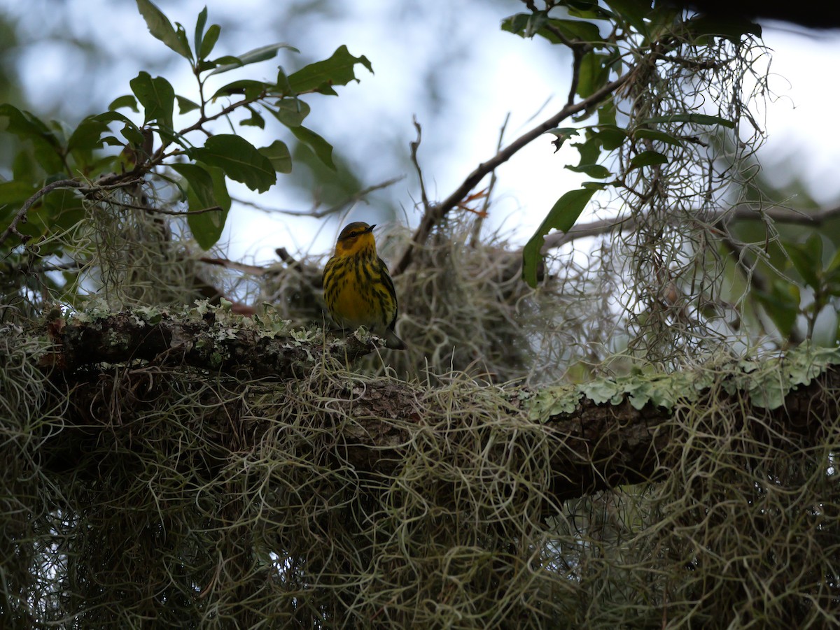 Cape May Warbler - ML643517314