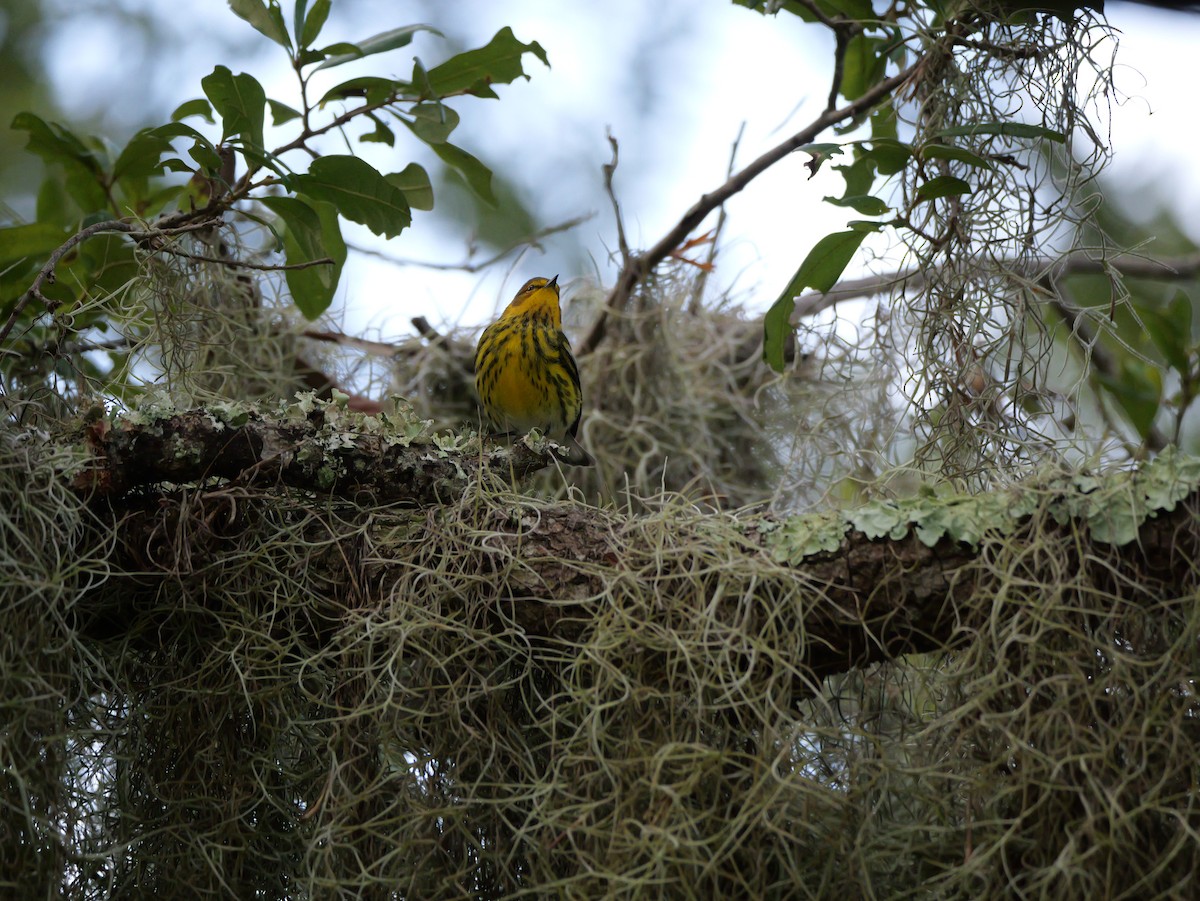 Cape May Warbler - ML643517316