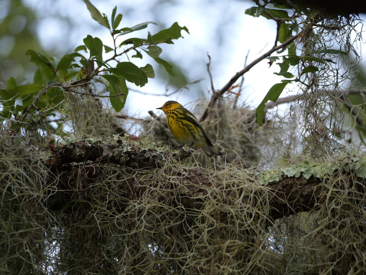 Cape May Warbler - ML643517317