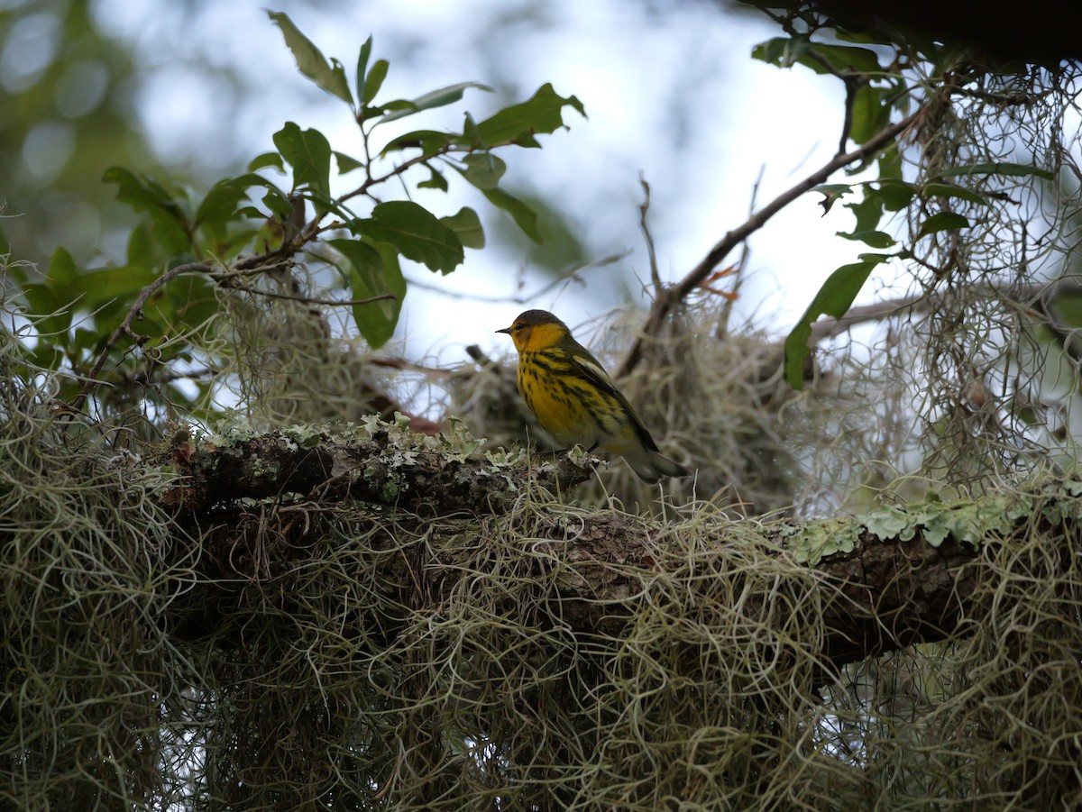 Cape May Warbler - ML643517318