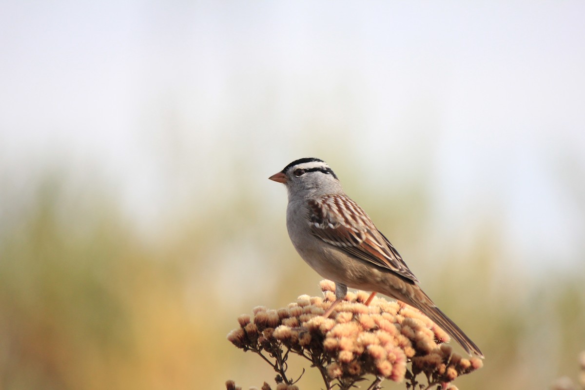 White-crowned Sparrow - ML643517327