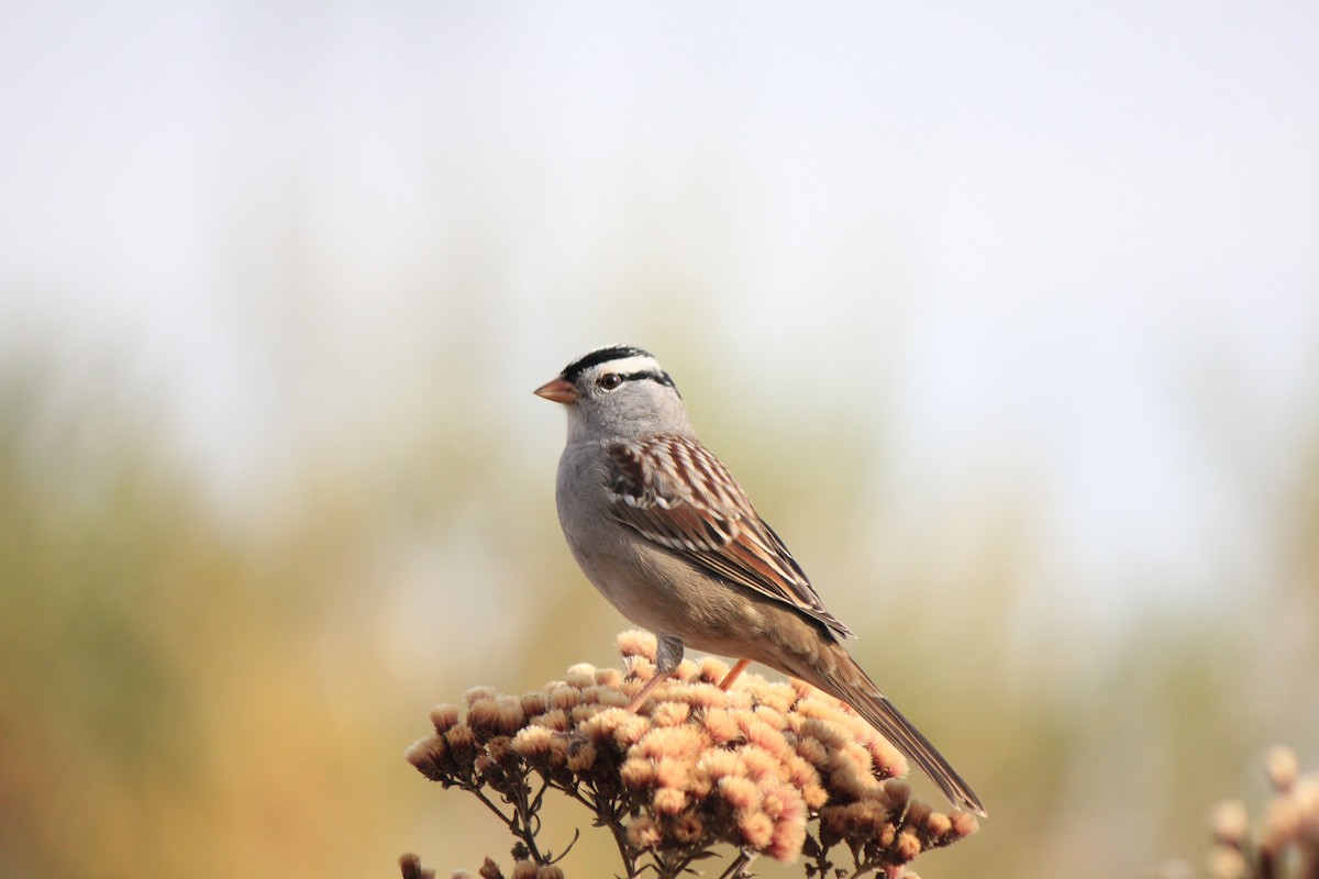 White-crowned Sparrow - ML643517328