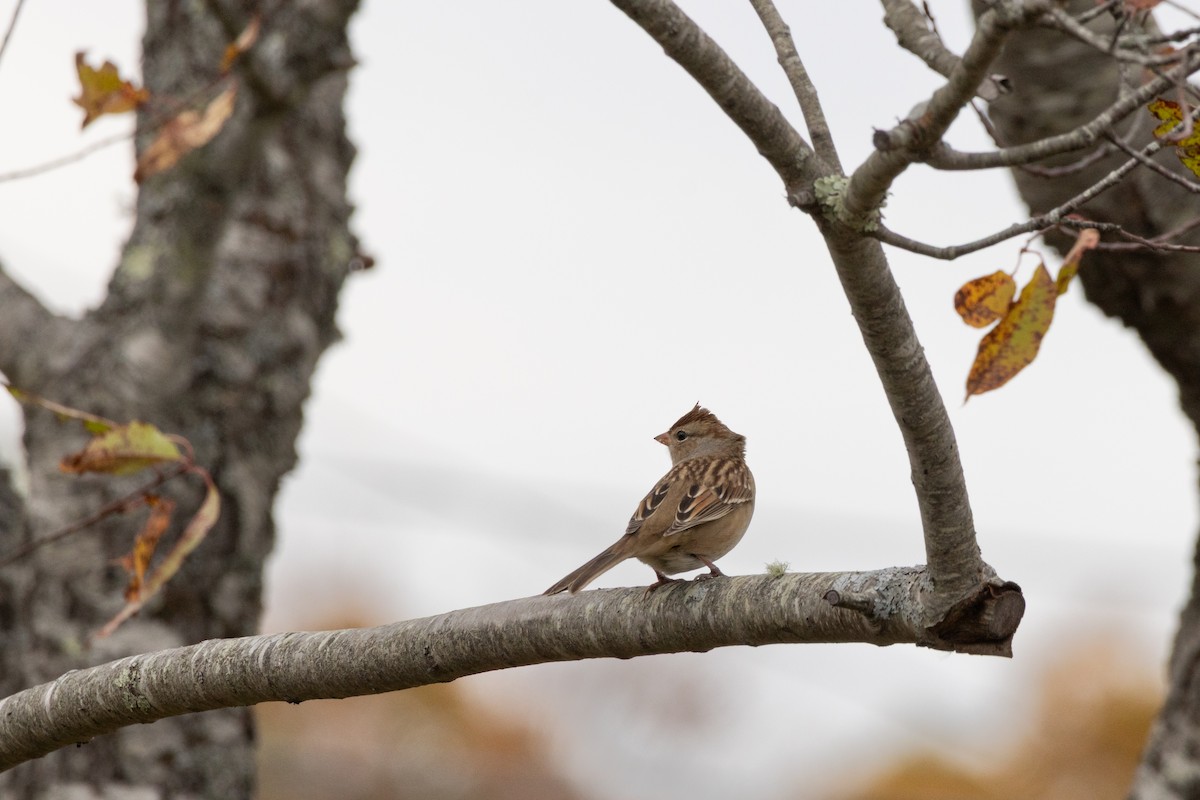 White-crowned Sparrow - ML643517335