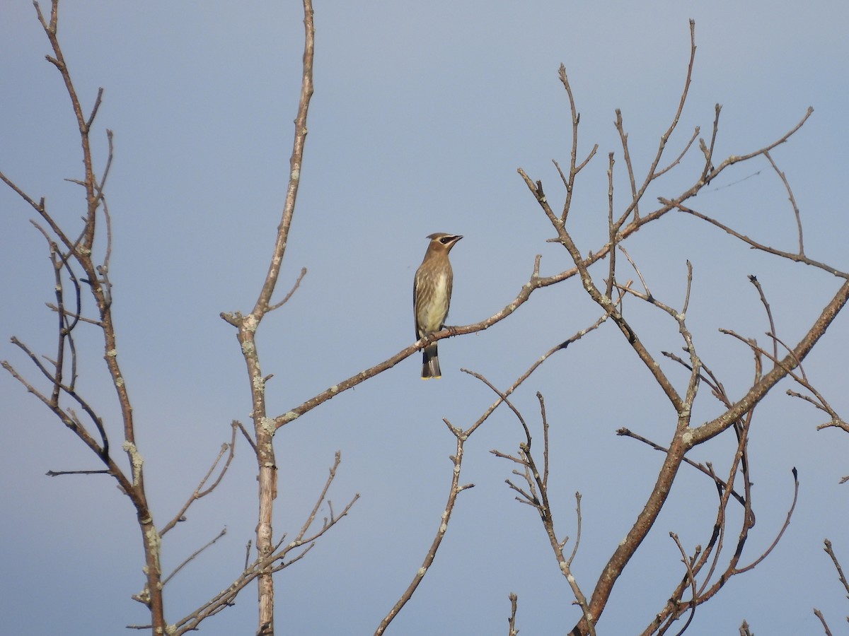 Cedar Waxwing - ML643517337