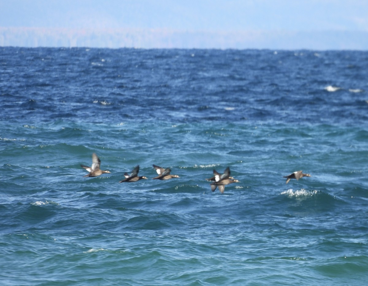 White-winged Scoter - ML643517346