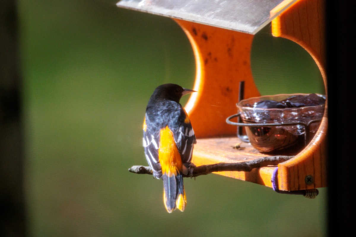 Baltimore Oriole - ML643517349
