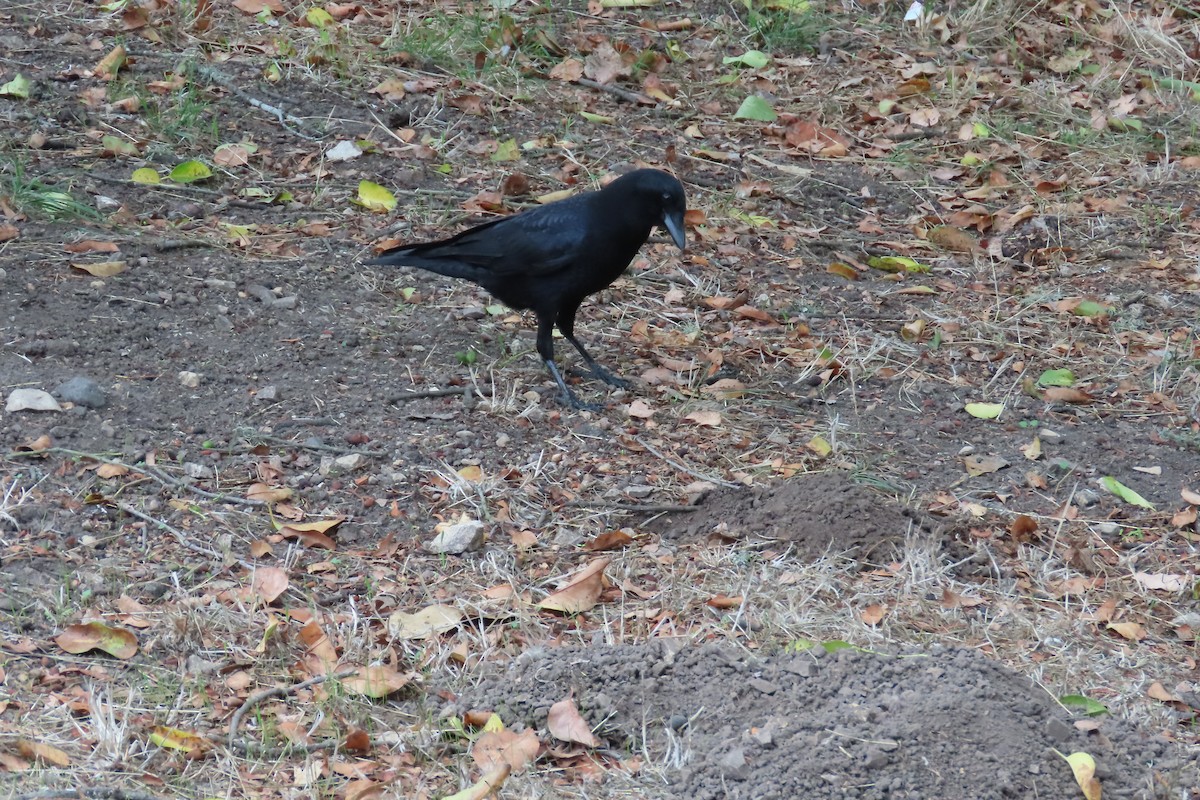 American Crow - ML643517350