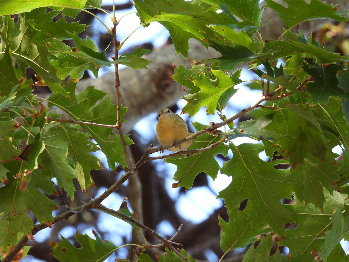 Bay-breasted Warbler - ML643517351
