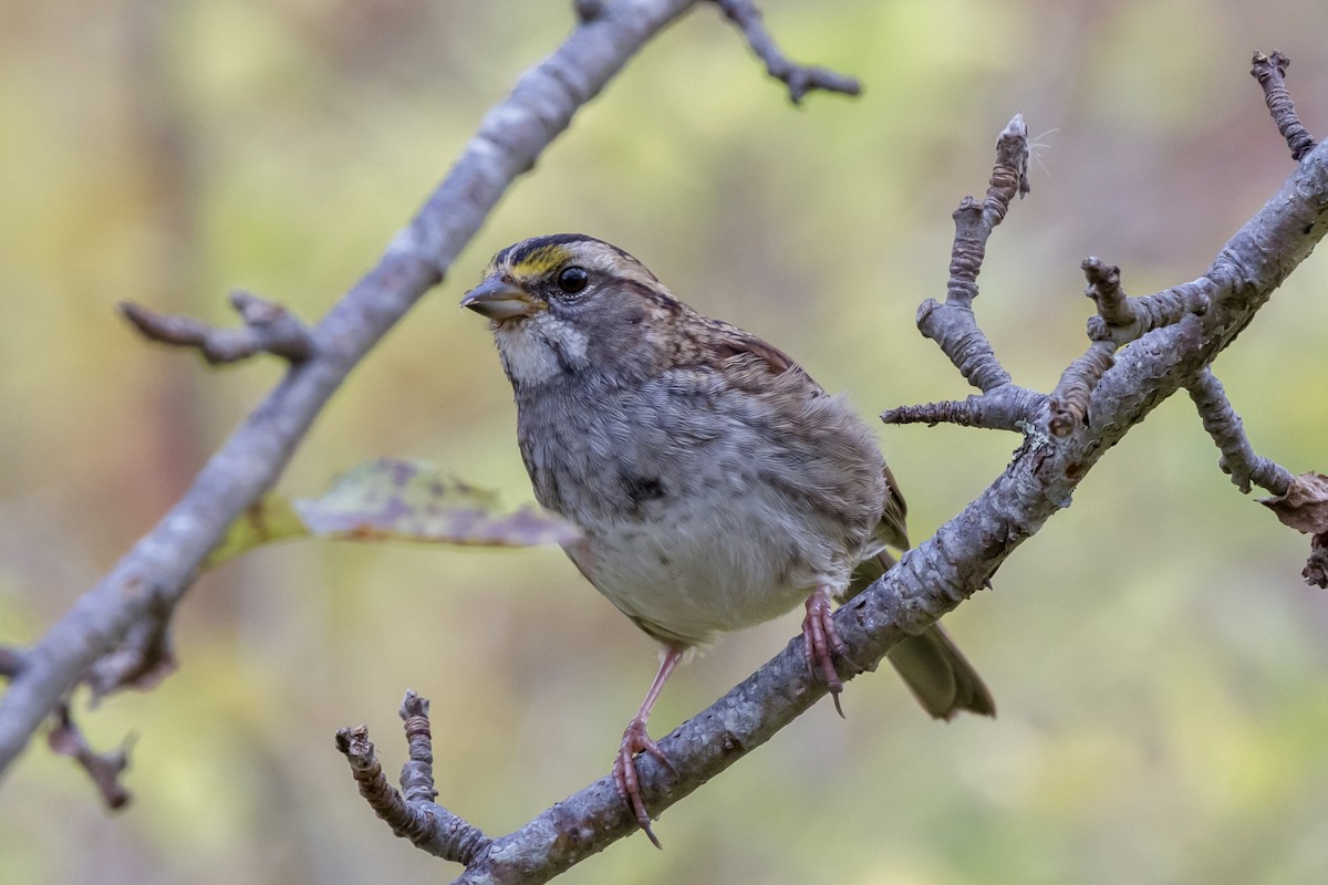 Weißkehlammer - ML643517356