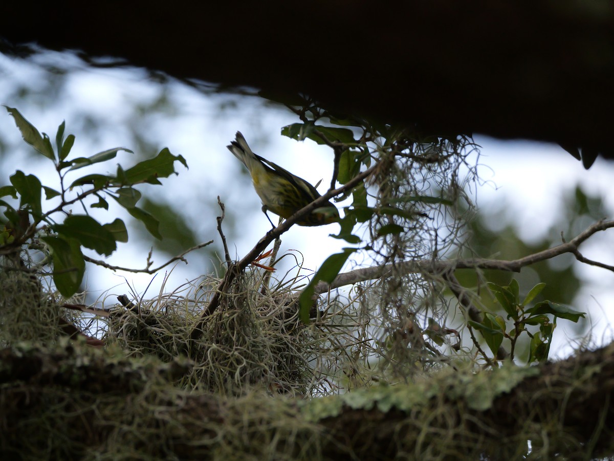 Cape May Warbler - ML643517357