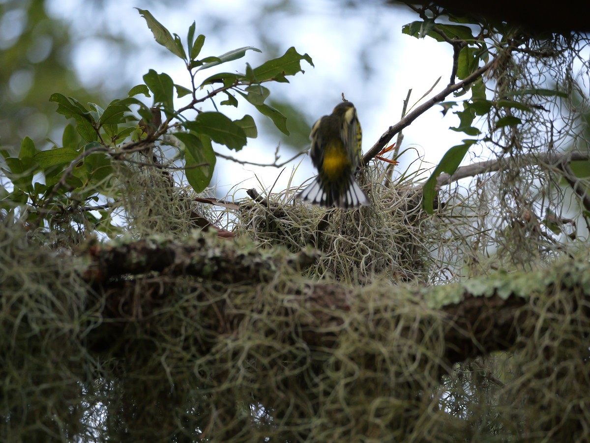 Cape May Warbler - ML643517358