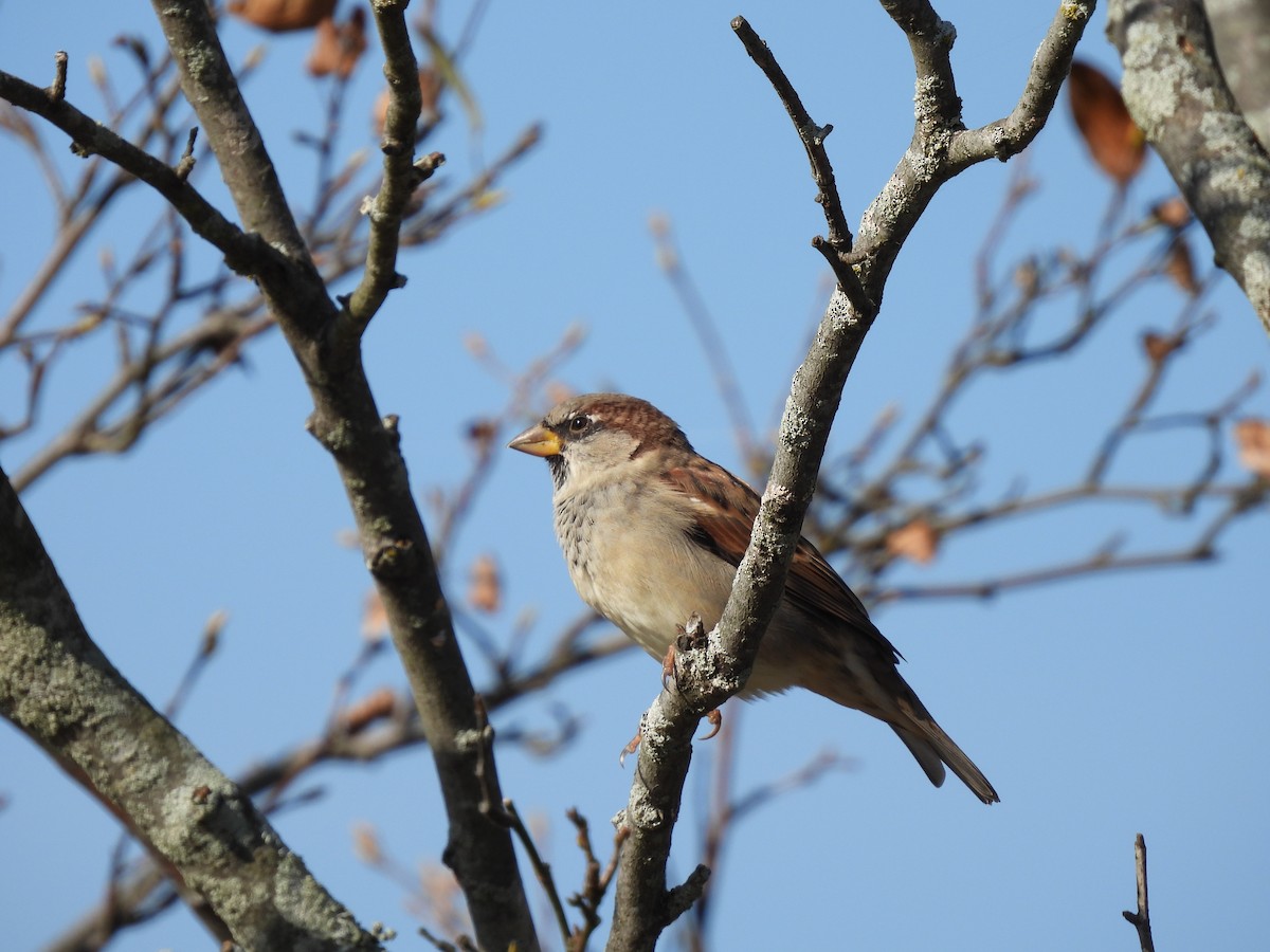 House Sparrow - ML643517361
