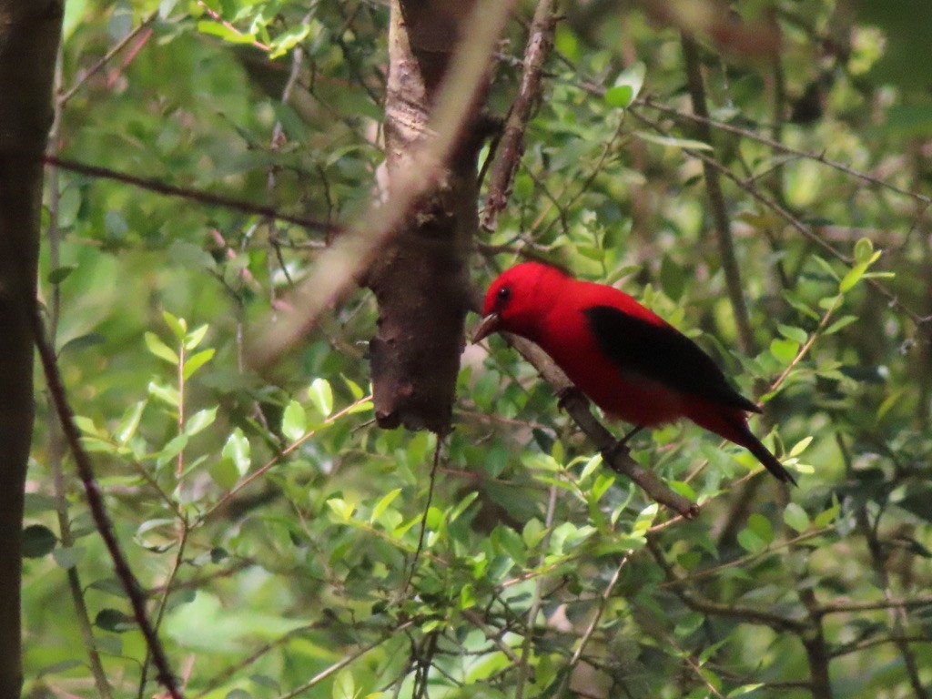 Scarlet Tanager - ML643517362