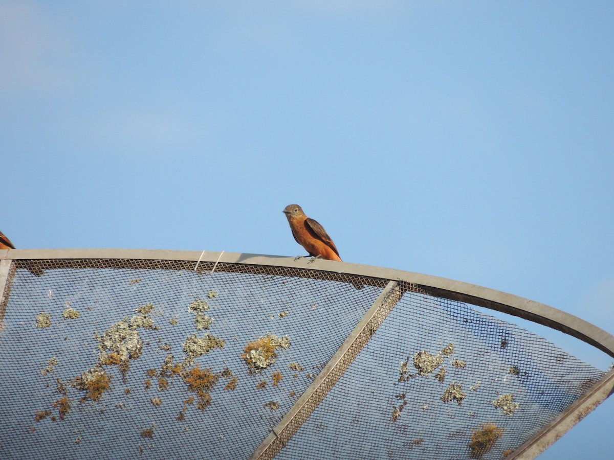 Cliff Flycatcher - ML643517366