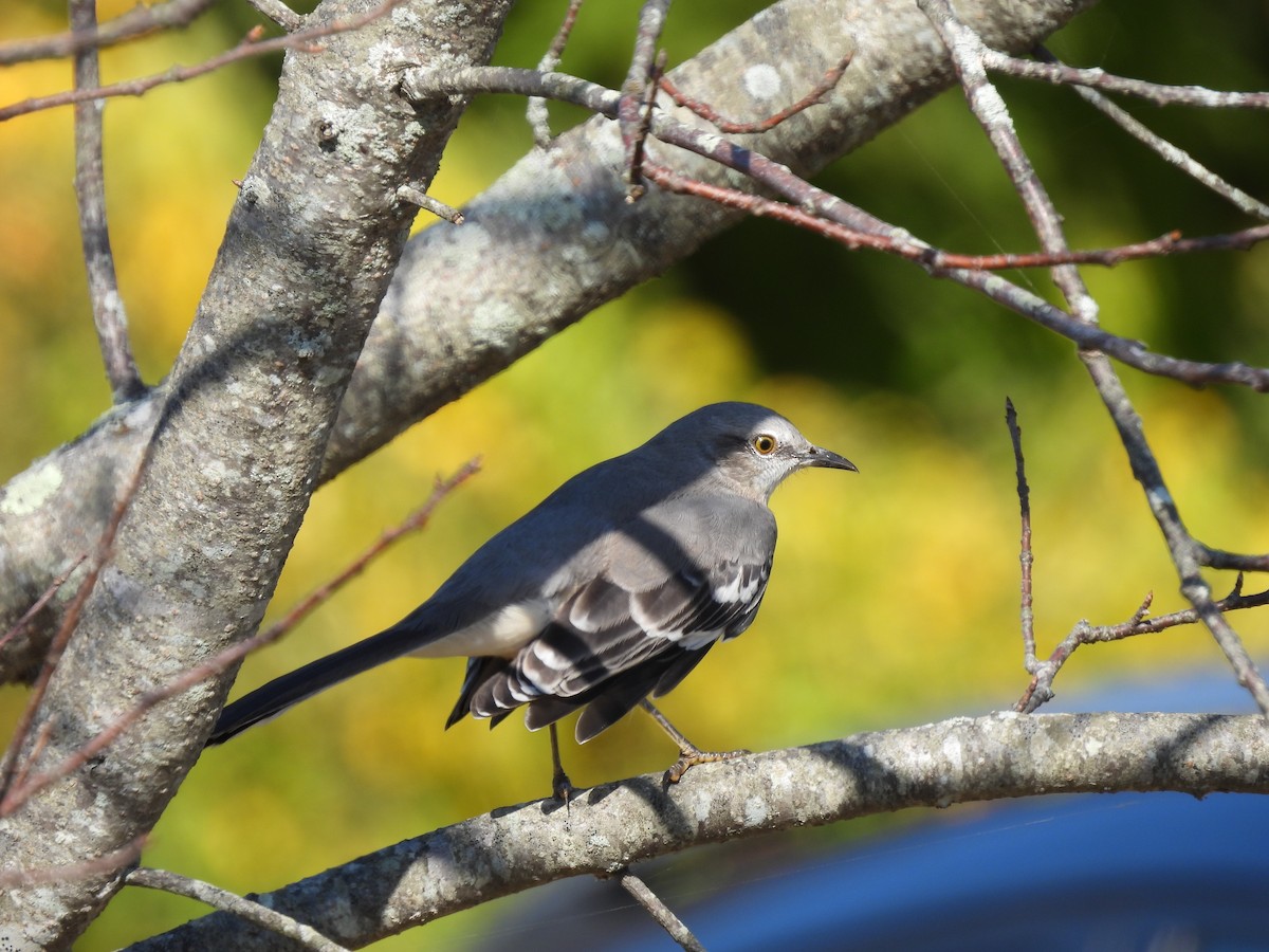 sangspottefugl - ML643517367
