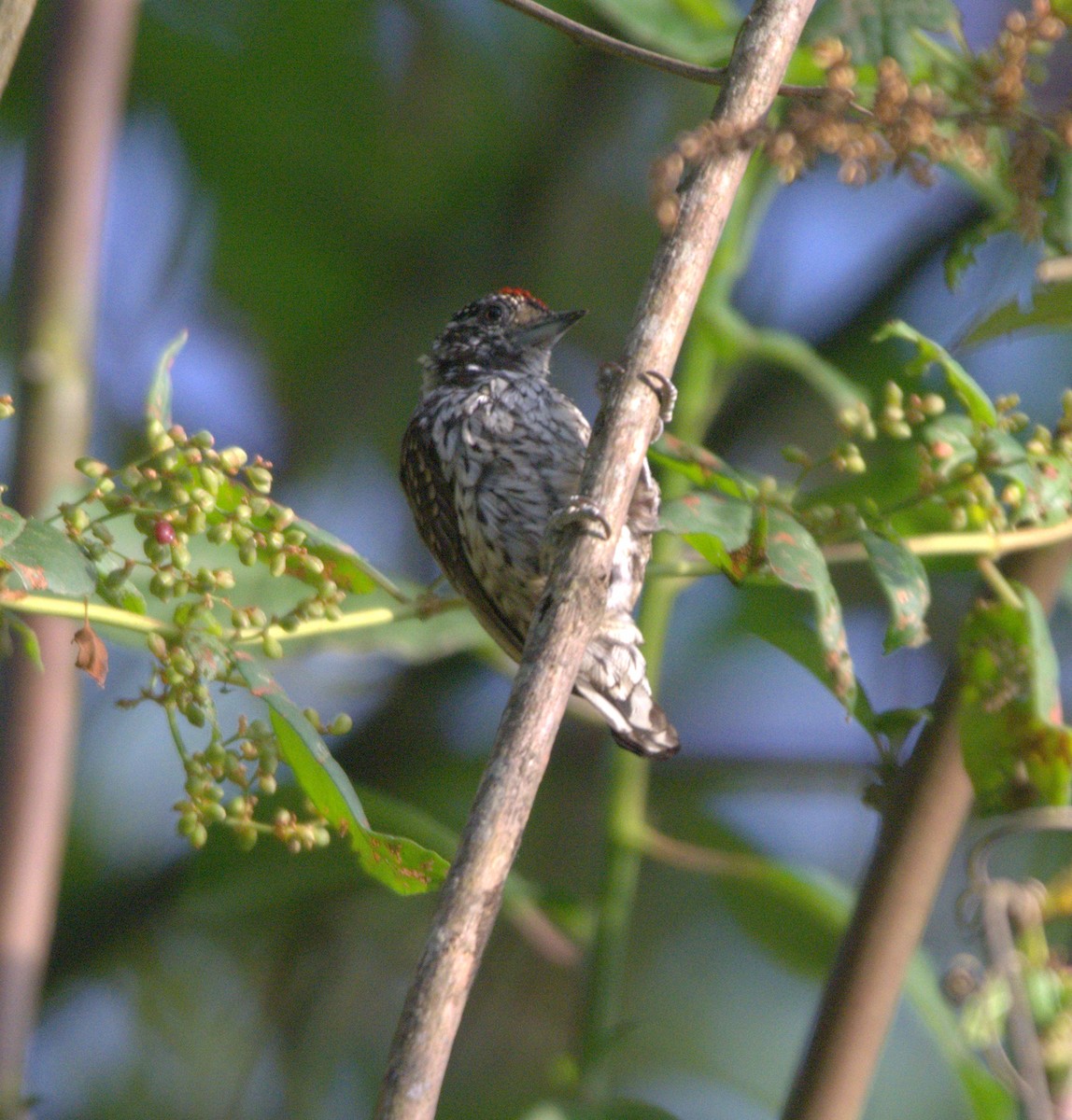 White-barred/Ocellated Piculet - ML643517372