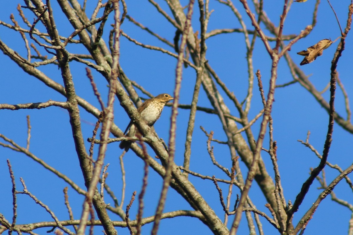 Дрозд Свэнсона - ML643517378