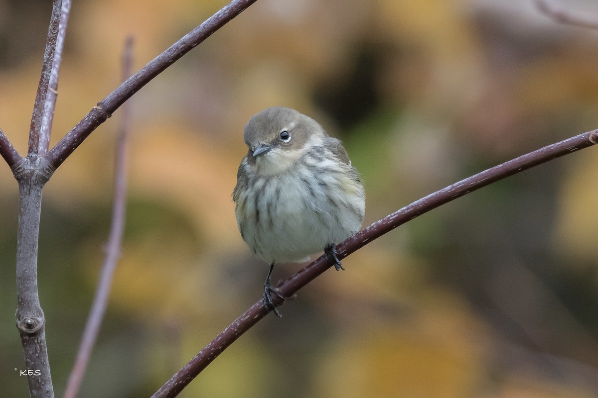 Пісняр-лісовик жовтогузий - ML643517387