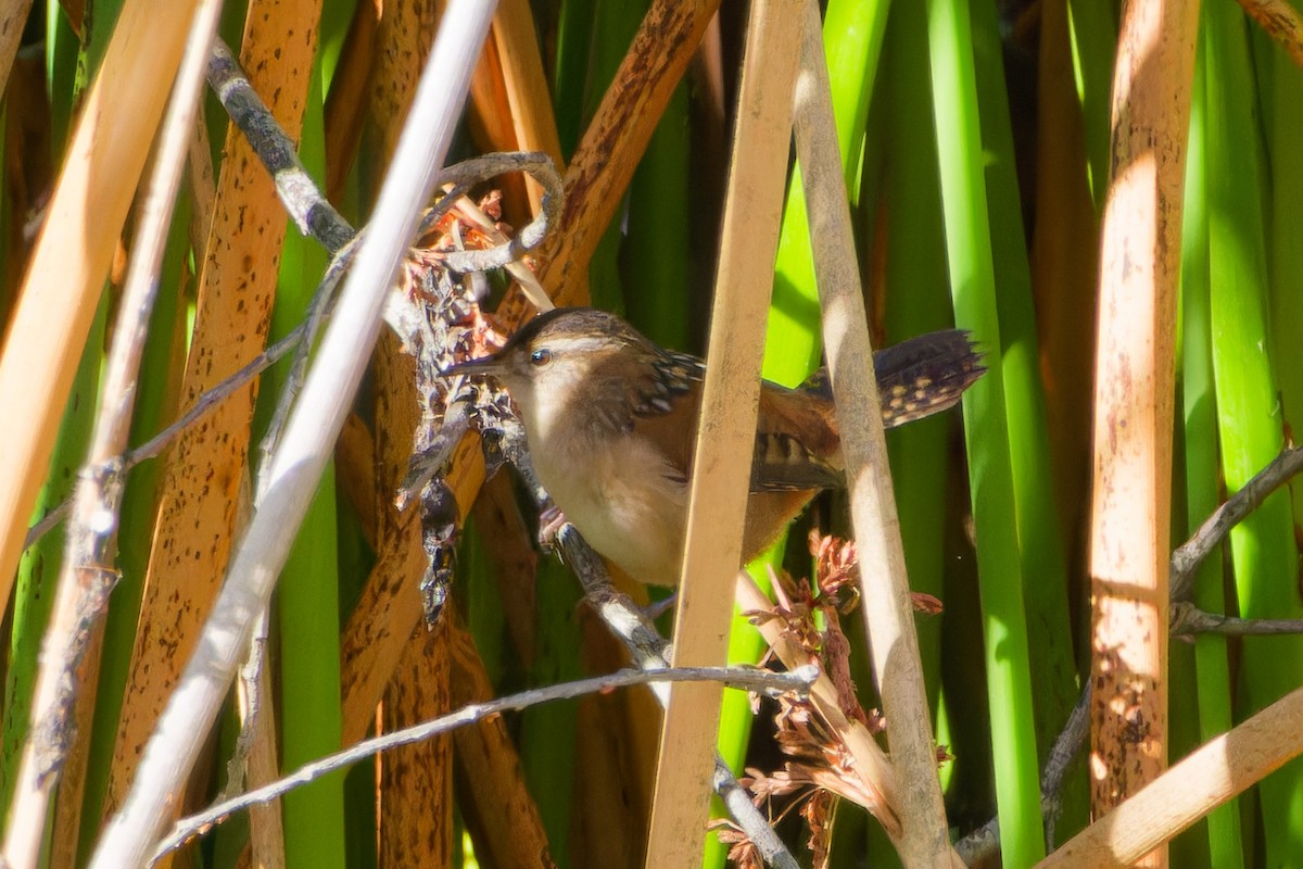Marsh Wren - ML643517388