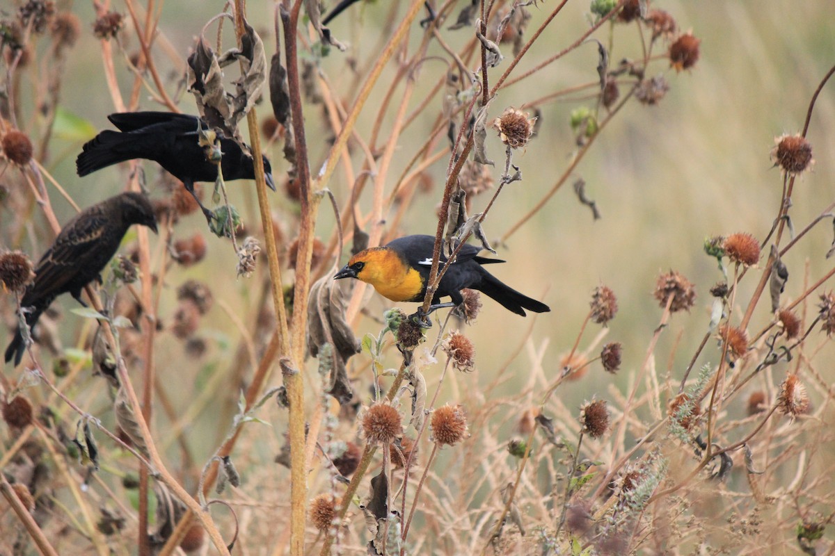 Yellow-headed Blackbird - ML643517393