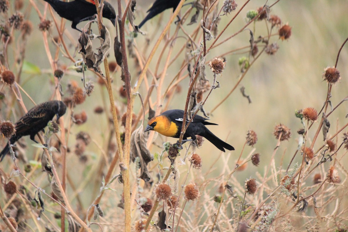 Yellow-headed Blackbird - ML643517394