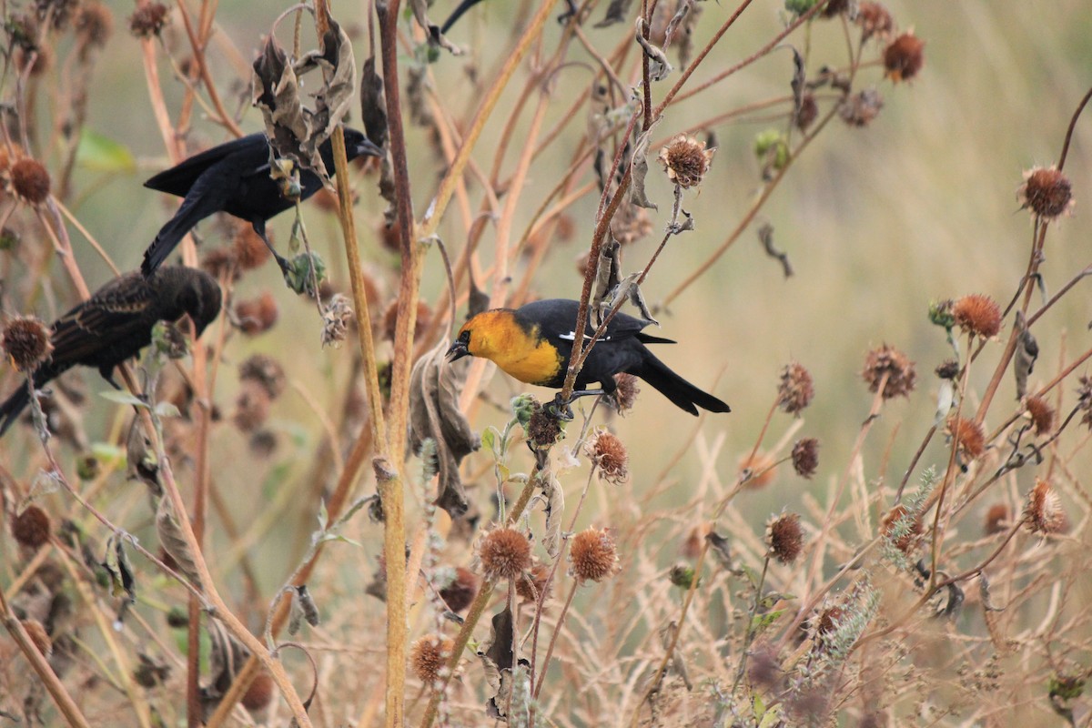Yellow-headed Blackbird - ML643517395