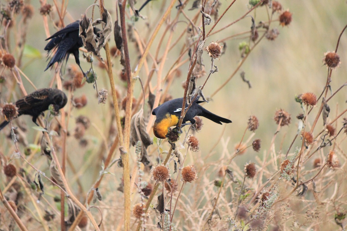 Yellow-headed Blackbird - ML643517396