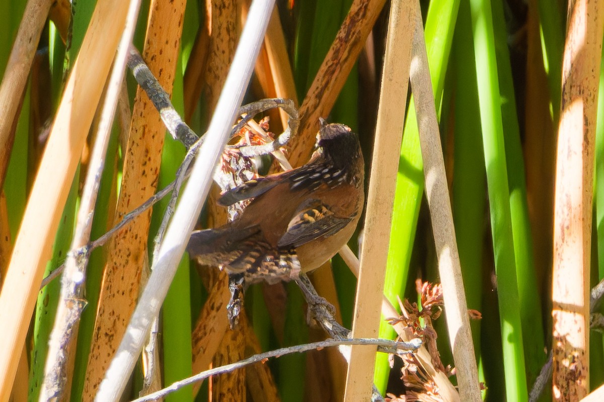 Marsh Wren - ML643517398