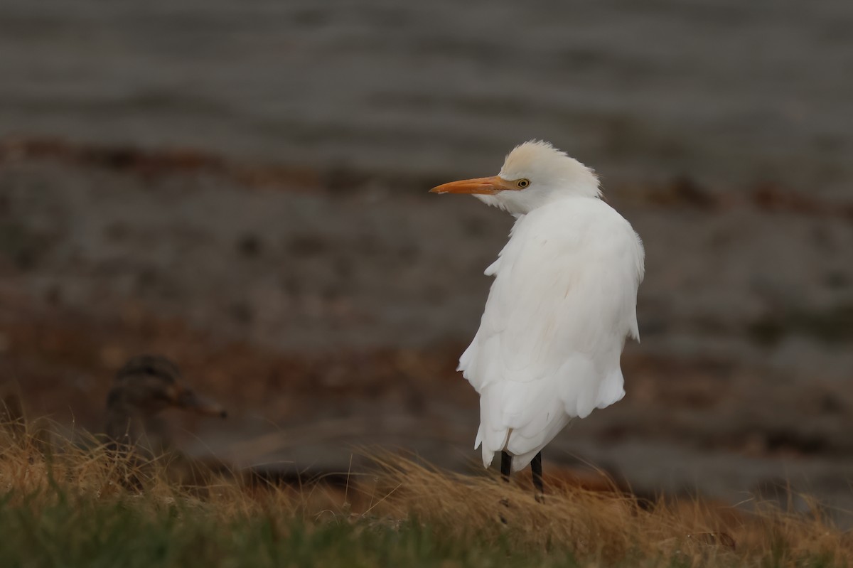 Western Cattle-Egret - ML643517409