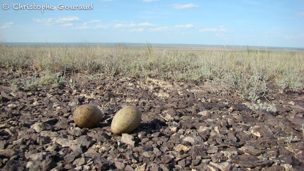 Журавель степовий - ML64351741