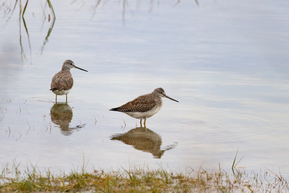 Greater Yellowlegs - ML643517413