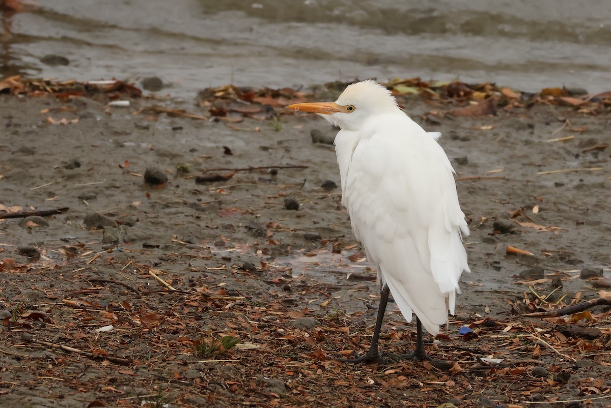 Western Cattle-Egret - ML643517419
