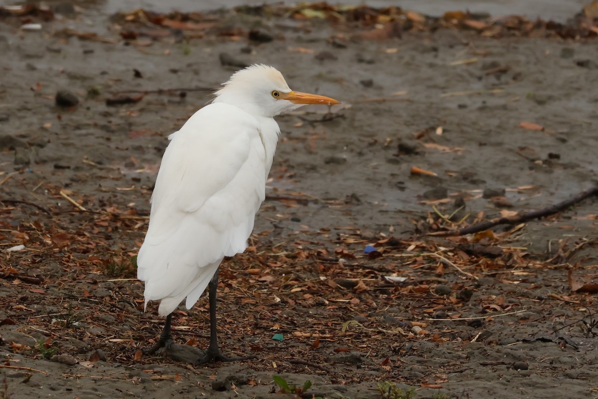 Western Cattle-Egret - ML643517422