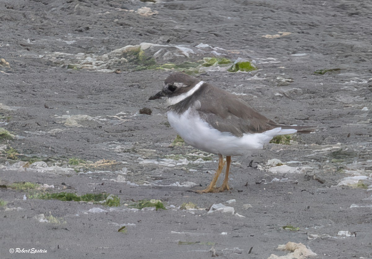 Common Ringed Plover - ML643517440