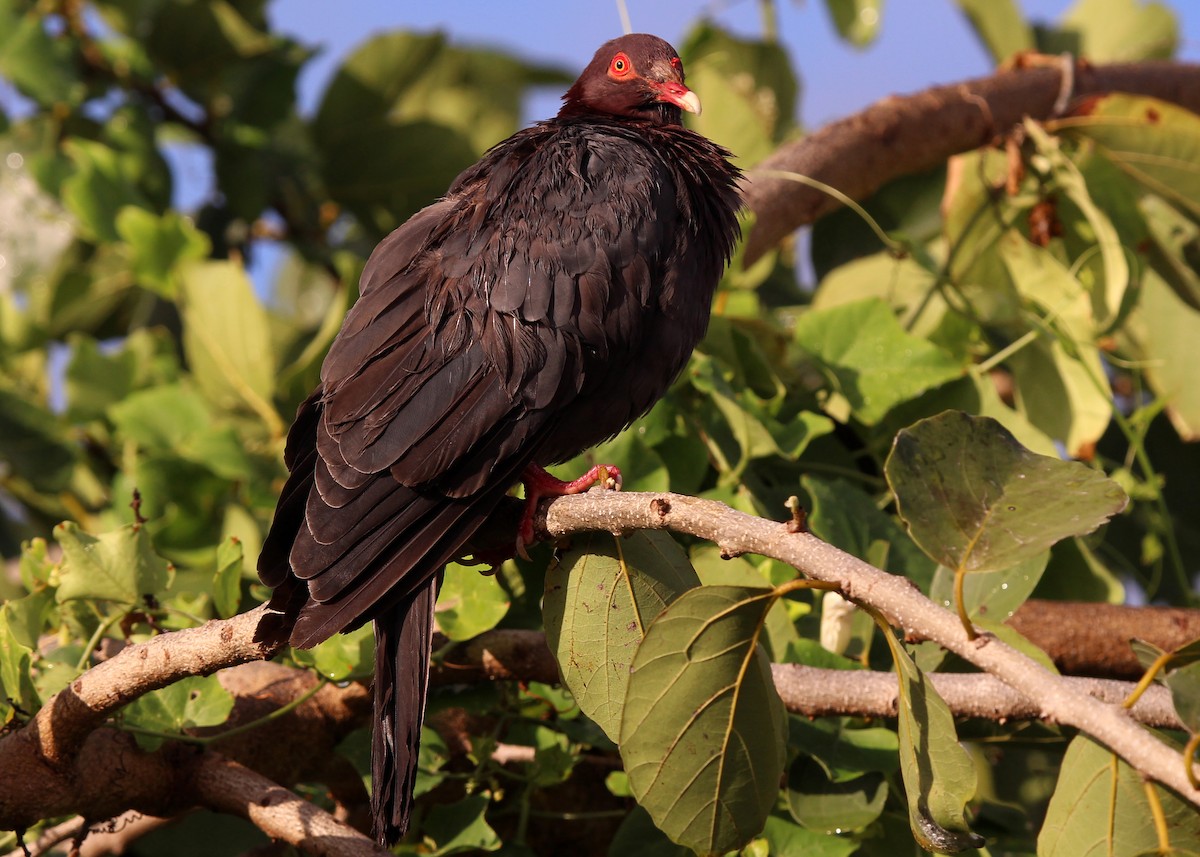 Pigeon à cou rouge - ML643517466
