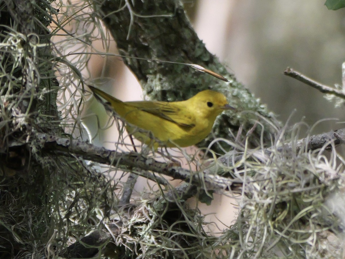 Yellow Warbler (Northern) - ML643517476