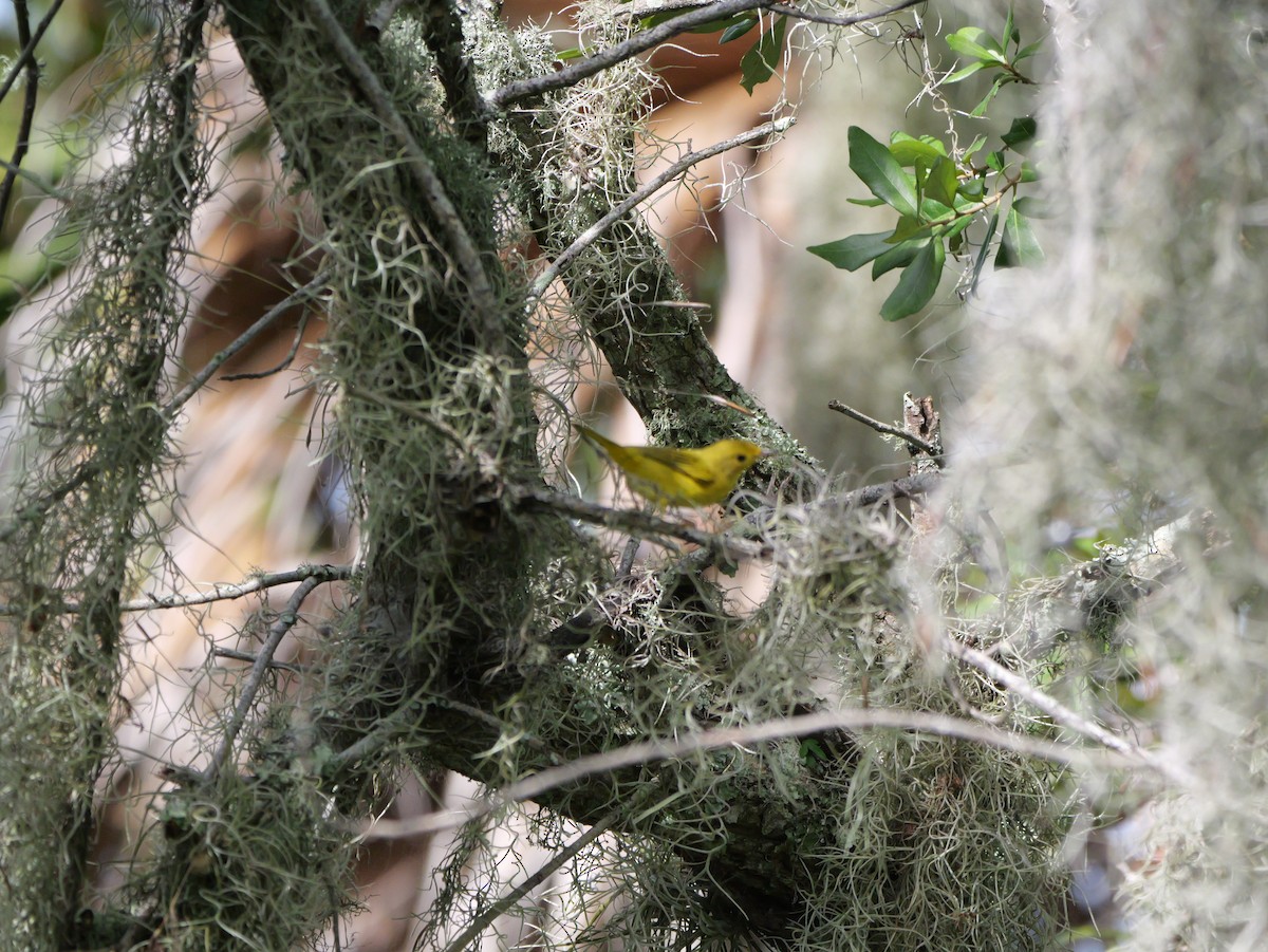 Yellow Warbler (Northern) - ML643517479