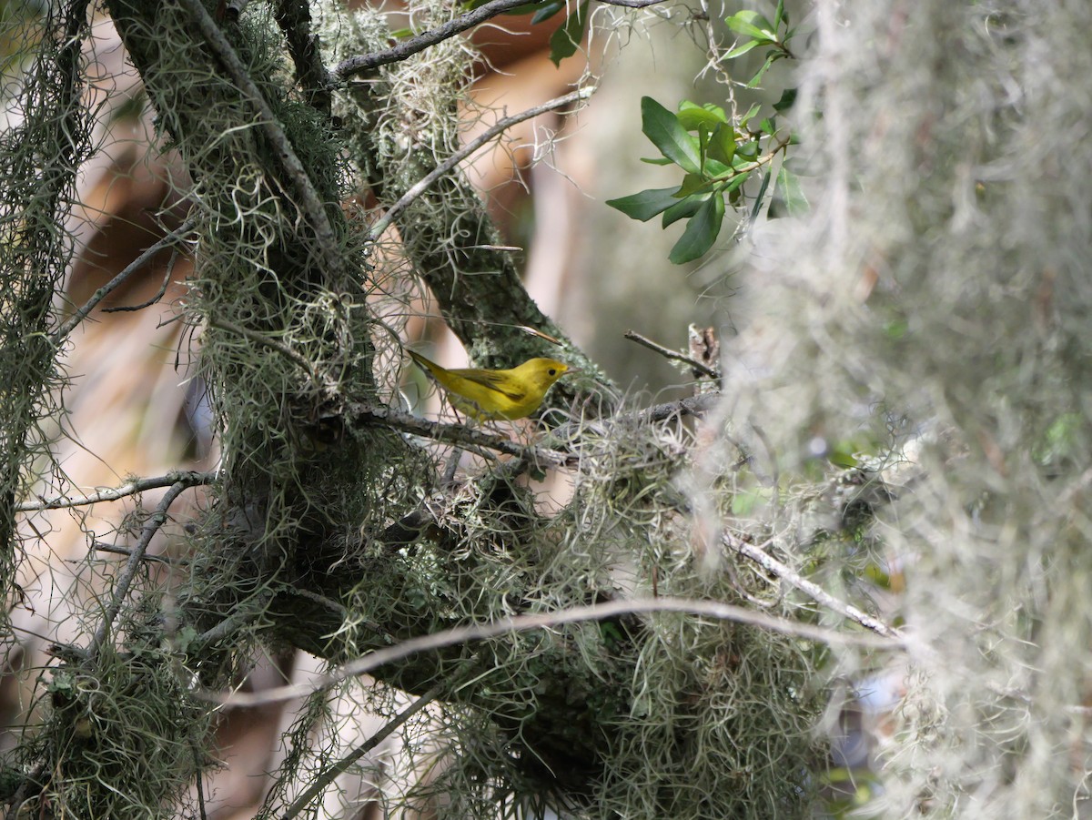 Yellow Warbler (Northern) - ML643517480