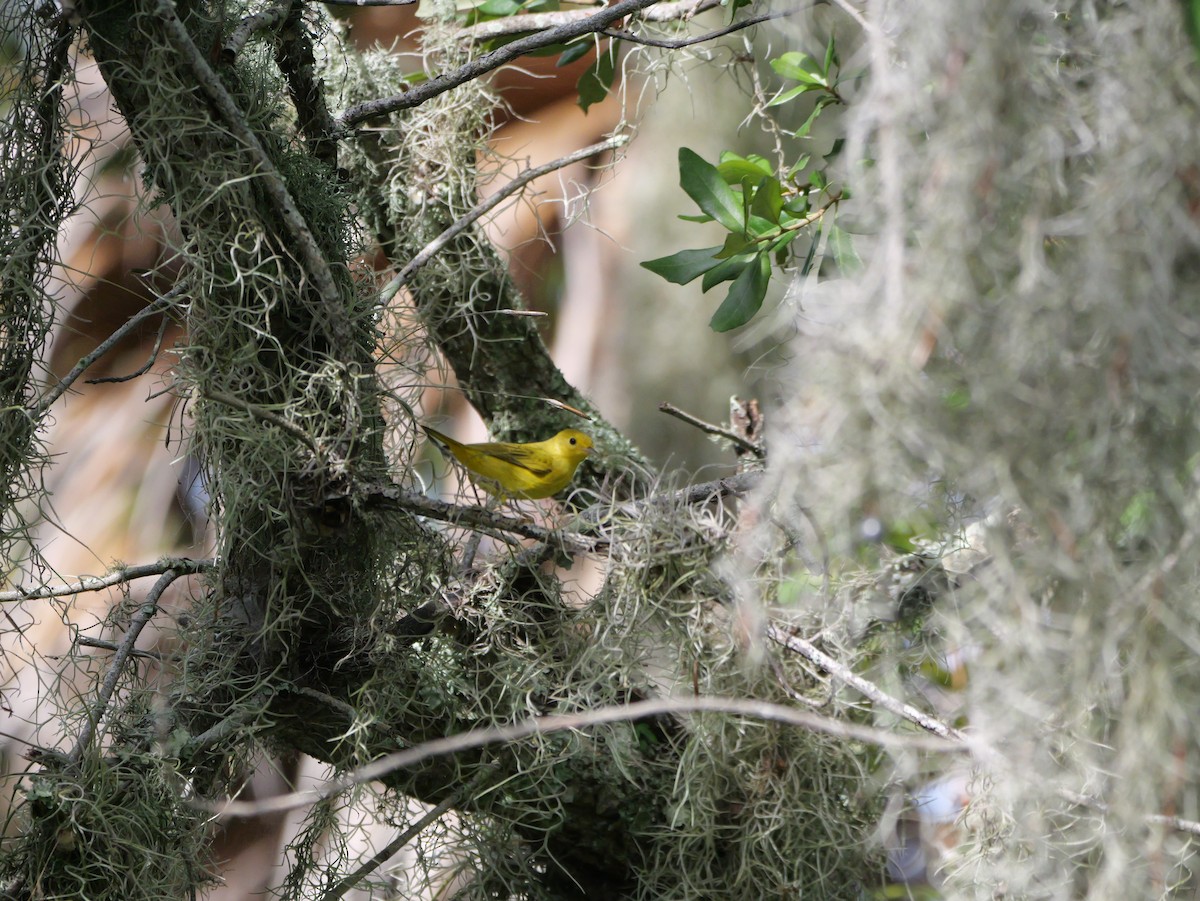 Yellow Warbler (Northern) - ML643517481