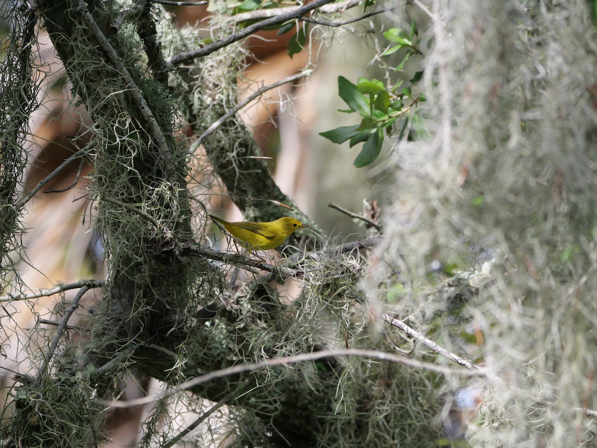 Yellow Warbler (Northern) - ML643517482