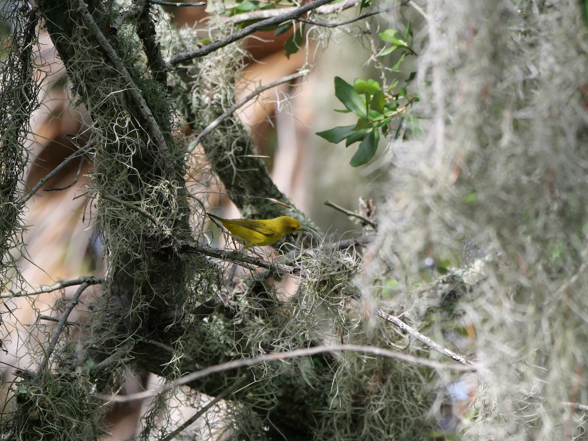 Yellow Warbler (Northern) - ML643517483