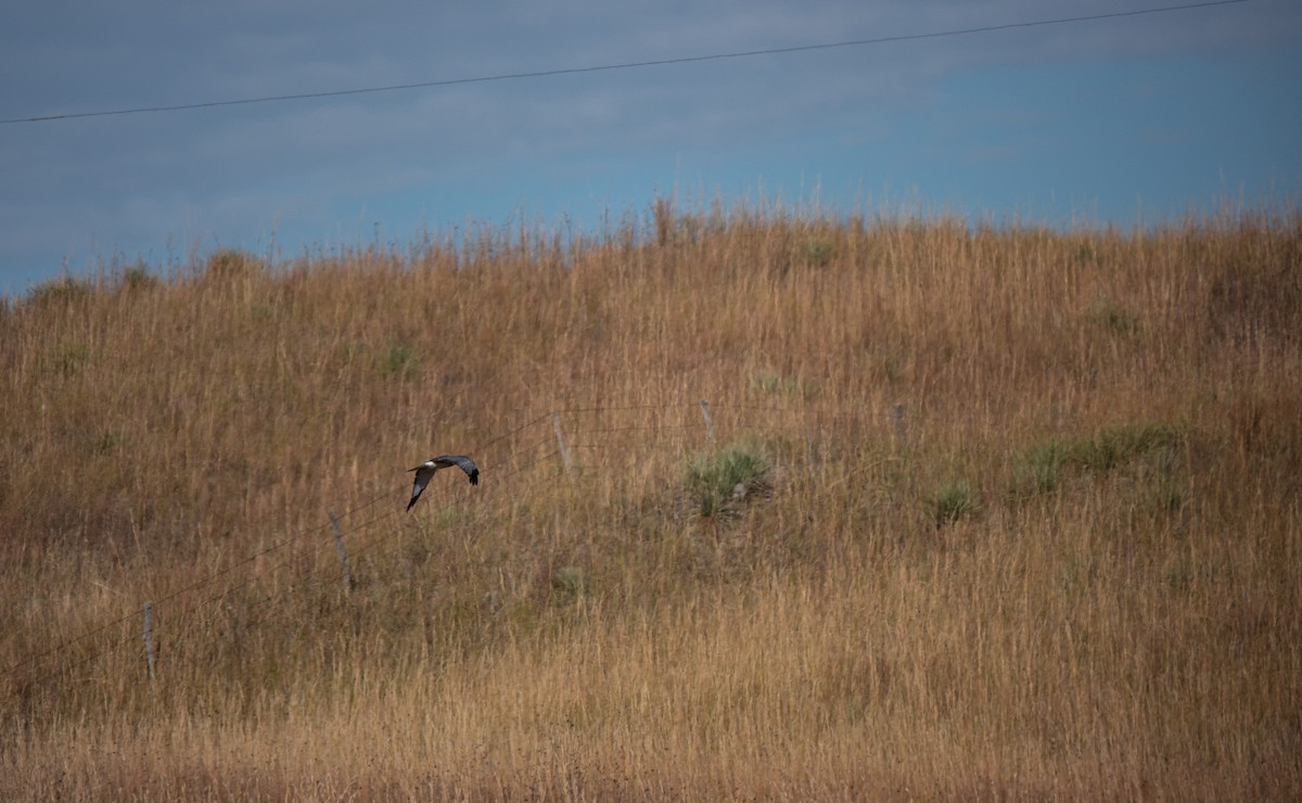 Northern Harrier - ML643517484