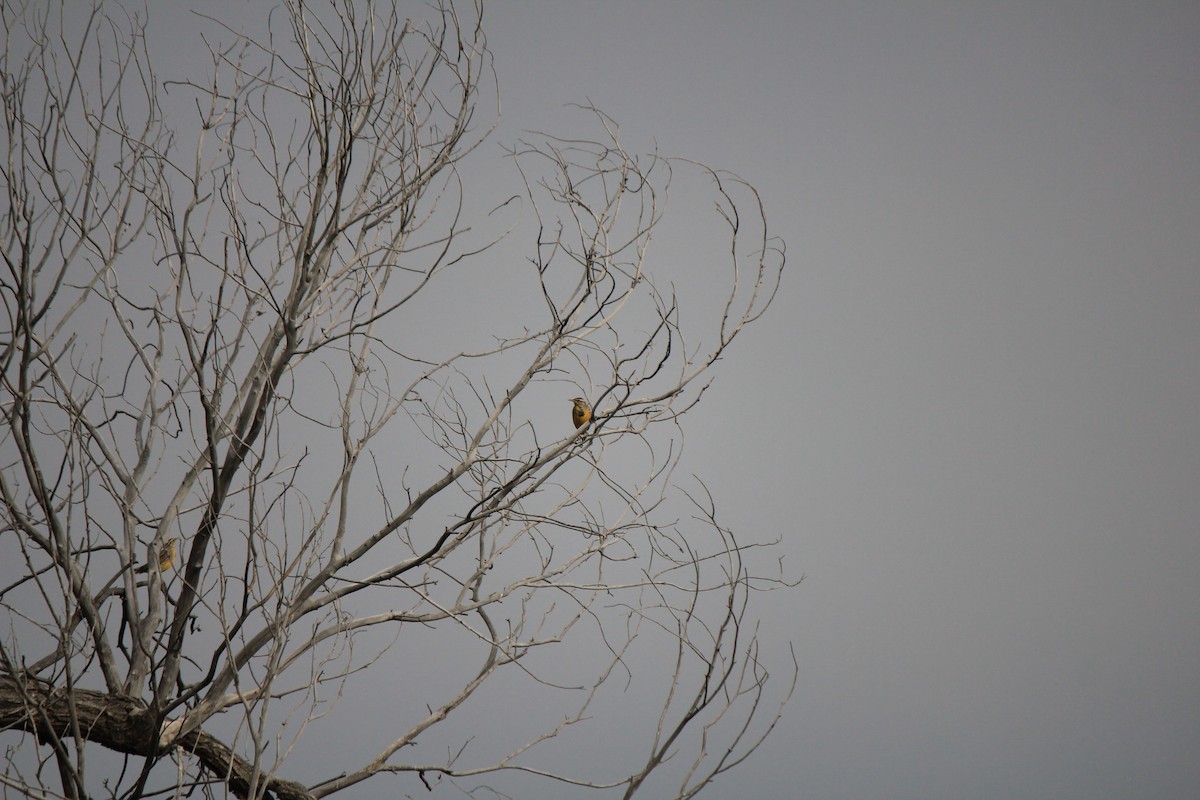Western Meadowlark - ML643517492