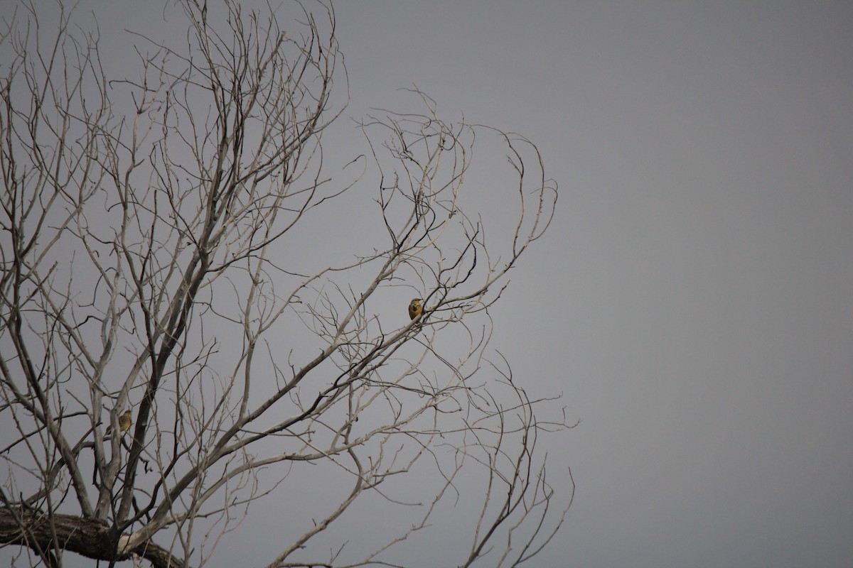 Western Meadowlark - ML643517493