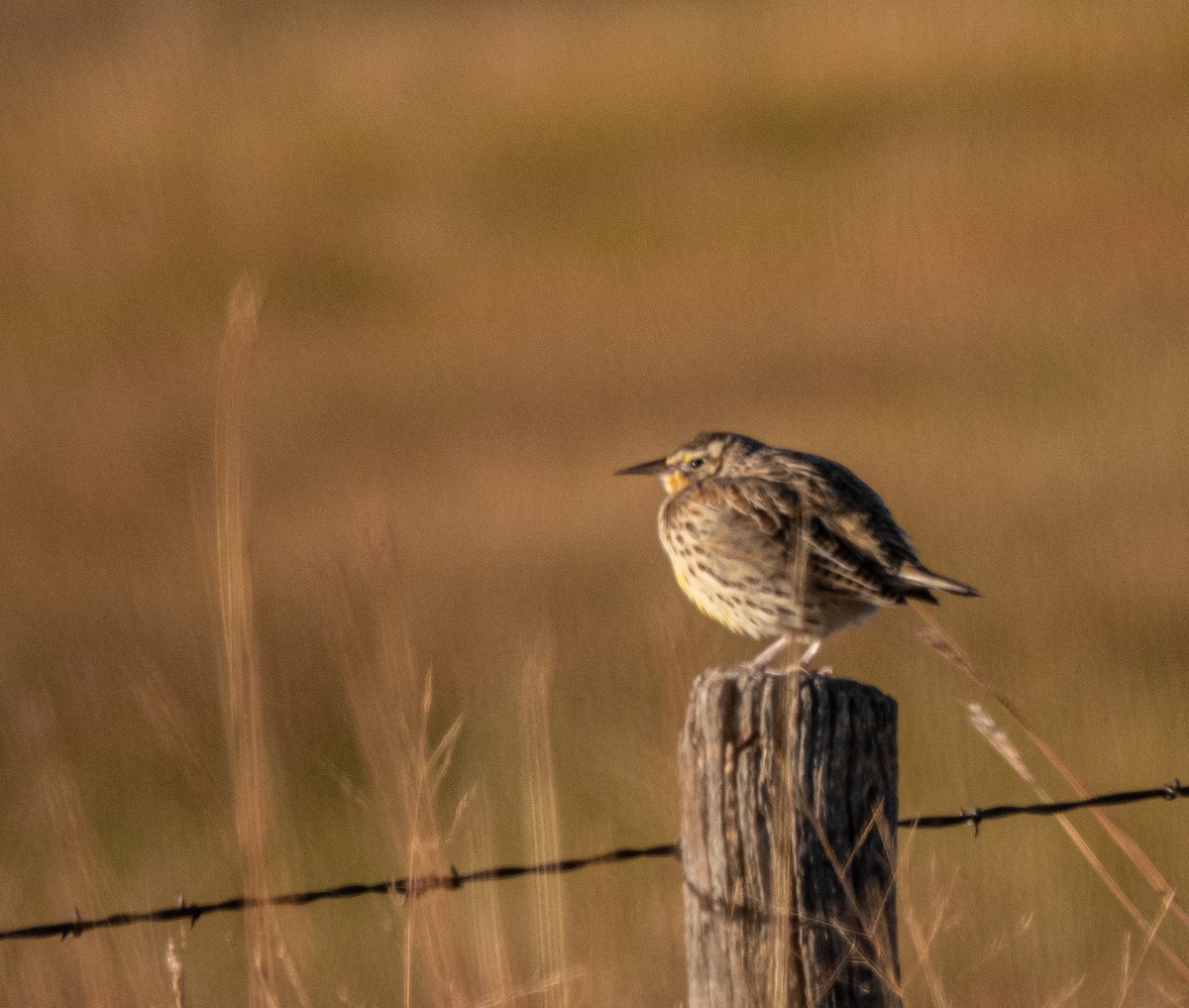 Western Meadowlark - ML643517500